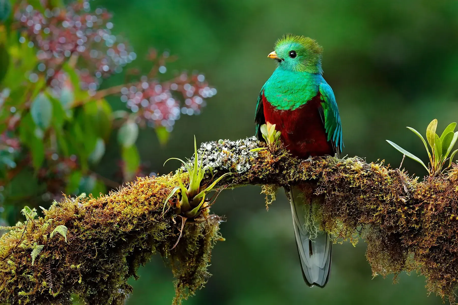 Ein Quetzal sitzt auf einem bemoosten Ast über blühenden Zweigen